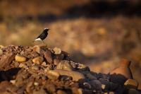 Belorit saharsky - Oenanthe leucopyga - White-crowned wheatear 1374